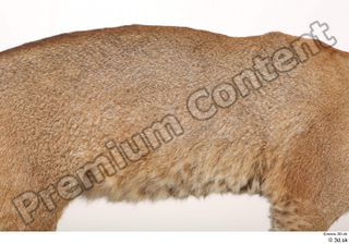 Asian golden cat Catopuma Temminckii back body fur 0001.jpg
